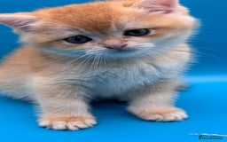 British Shorthair cats for sale: GCCF BSH BY12 GOLDEN CHOCOLATE KITTENS  - Image 11