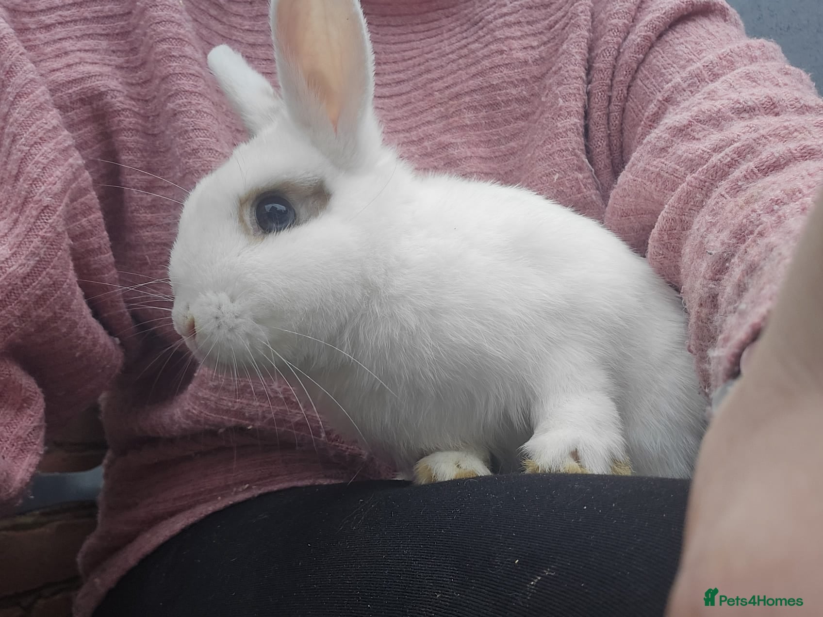 Mixed Breed rabbits  Young Bunnies £15 each 3 boys left - Advert 23