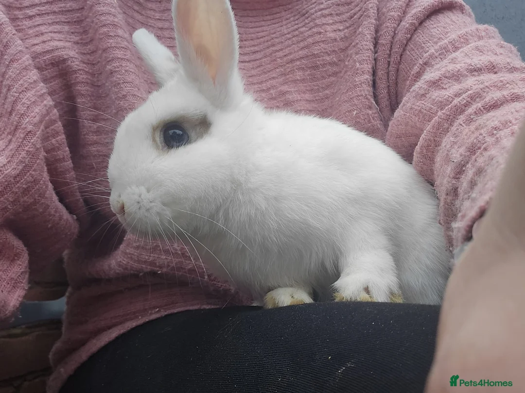 Mixed Breed rabbits for sale: English Spot Baby Bunnies  - Advert 5