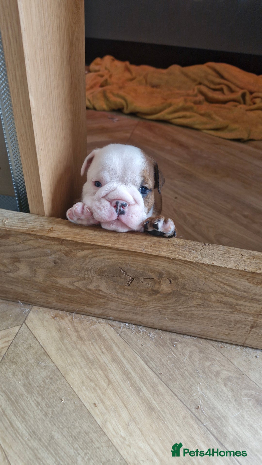 English Bulldog dogs for sale: 2 kc registered males  - Image 2