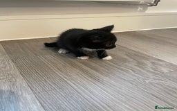 Mixed Breed cats for sale: Kittens For Sale  - Image 4