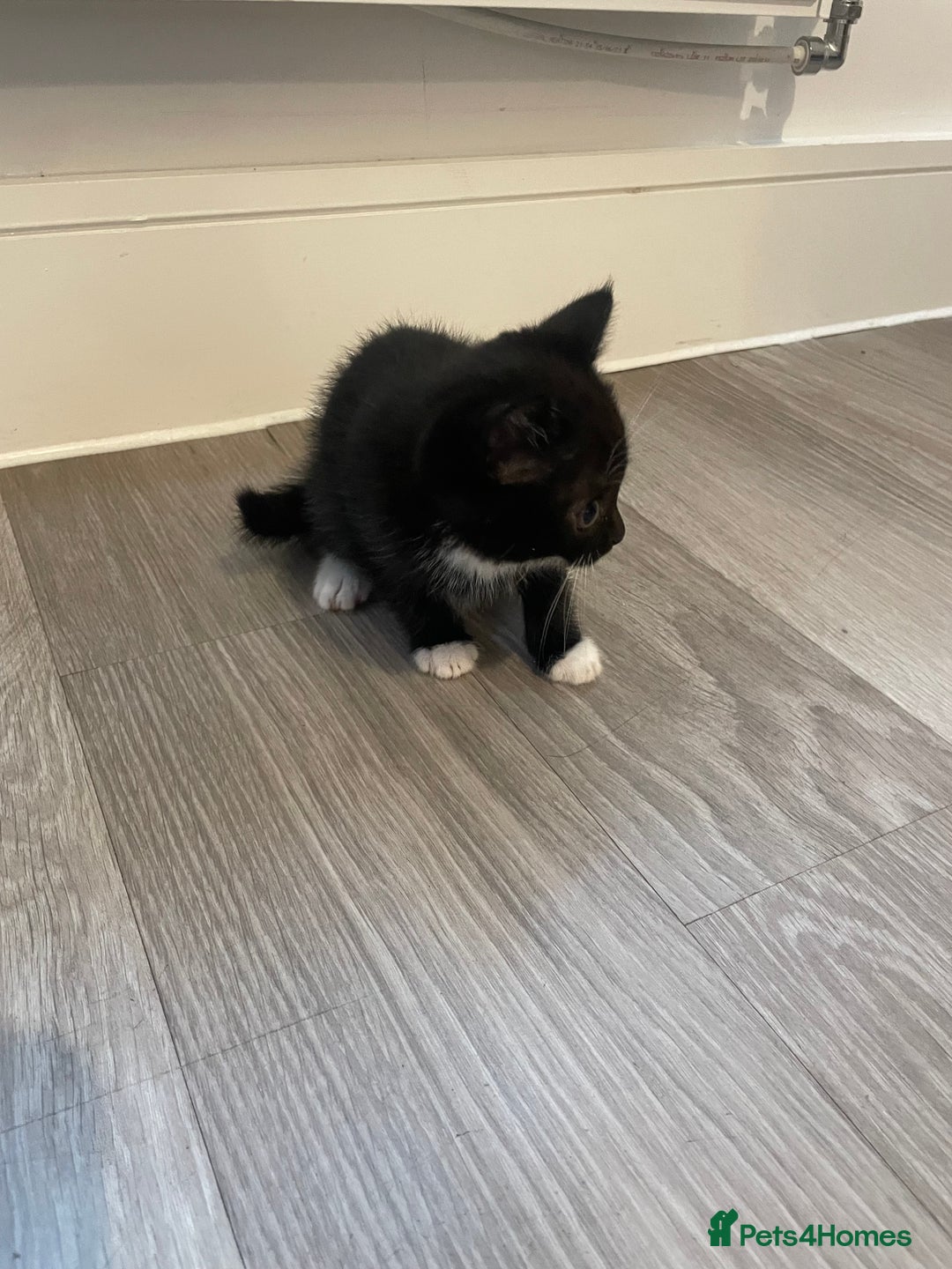Mixed Breed cats for sale: Kittens For Sale  - Image 4