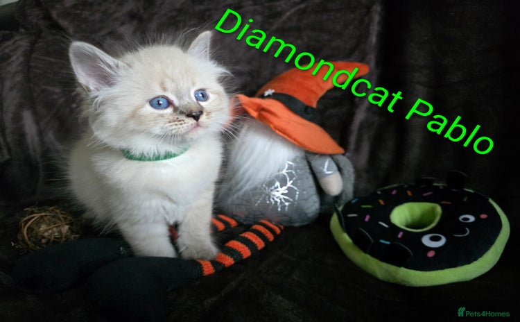 Siberian cats - Advert 5