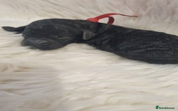 Standard Poodle dogs for sale: Exceptional Health Tested Puppies Due - Advert 27