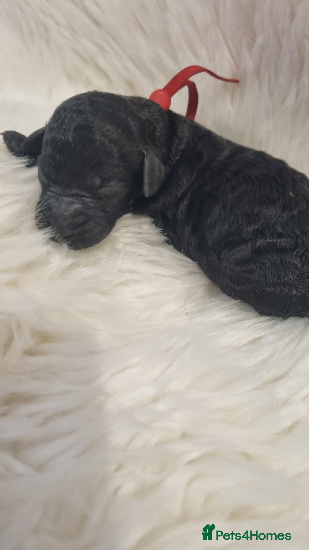 Standard Poodle dogs for sale: Exceptional Health Tested Puppies Due - Advert 27