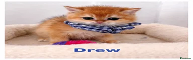 Drew