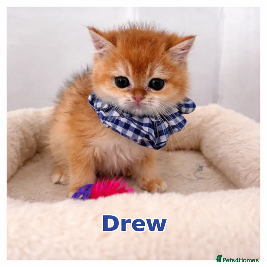 British Shorthair cats for sale: 🏆Tica Registered ny12 British Shorthair Kittens🏆 - Advert 12