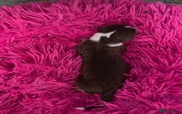 Australian Shepherd dogs for sale: Beautiful Australian Shepherd KC registration🥰 - Image 6