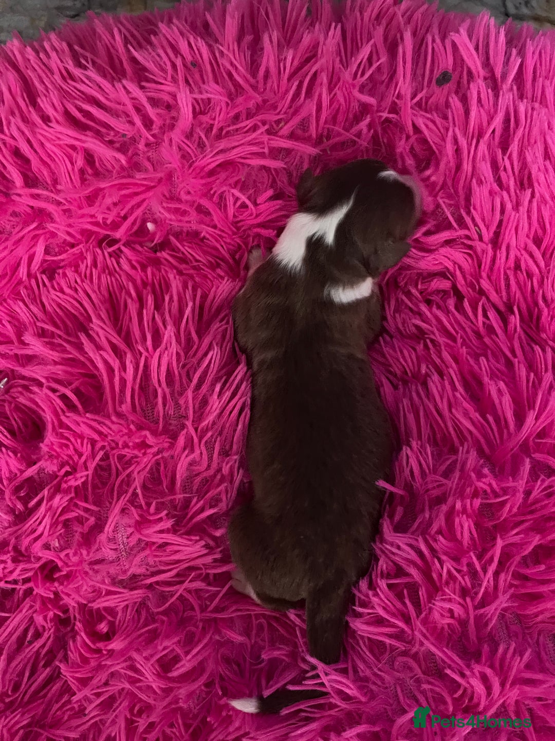 Australian Shepherd dogs for sale: Beautiful Australian Shepherd KC registration🥰 - Image 6
