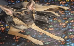 German Shepherd dogs for sale: German Shepard Puppies (Rare Colours) - Image 9
