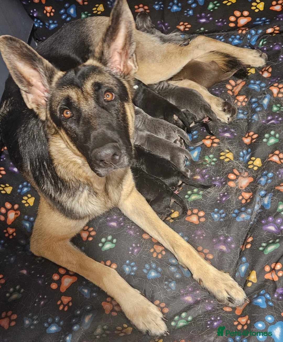 German Shepherd dogs for sale: German Shepard Puppies (Rare Colours) - Image 9
