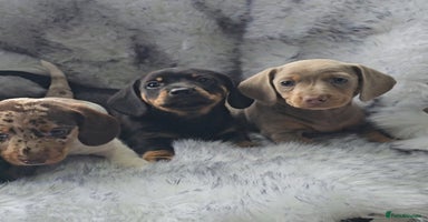 Miniature Dachshund dogs - Advert 1