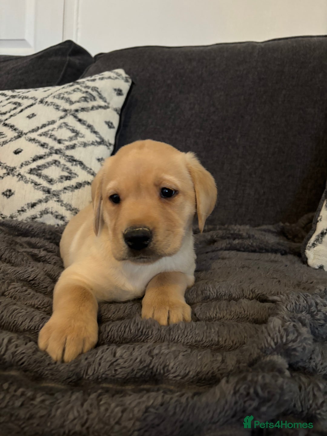 Labrador Retriever dogs for sale: KC registered Labrador retriever pups - Advert 11