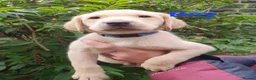 Labrador Retriever dogs for sale: Beautiful Labrador Retriever puppies  - Advert 2