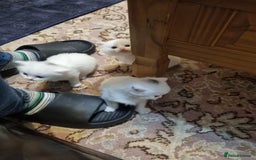 Mixed Breed cats for sale: Adorable Kittens looking for Their Forever Home - Image 10