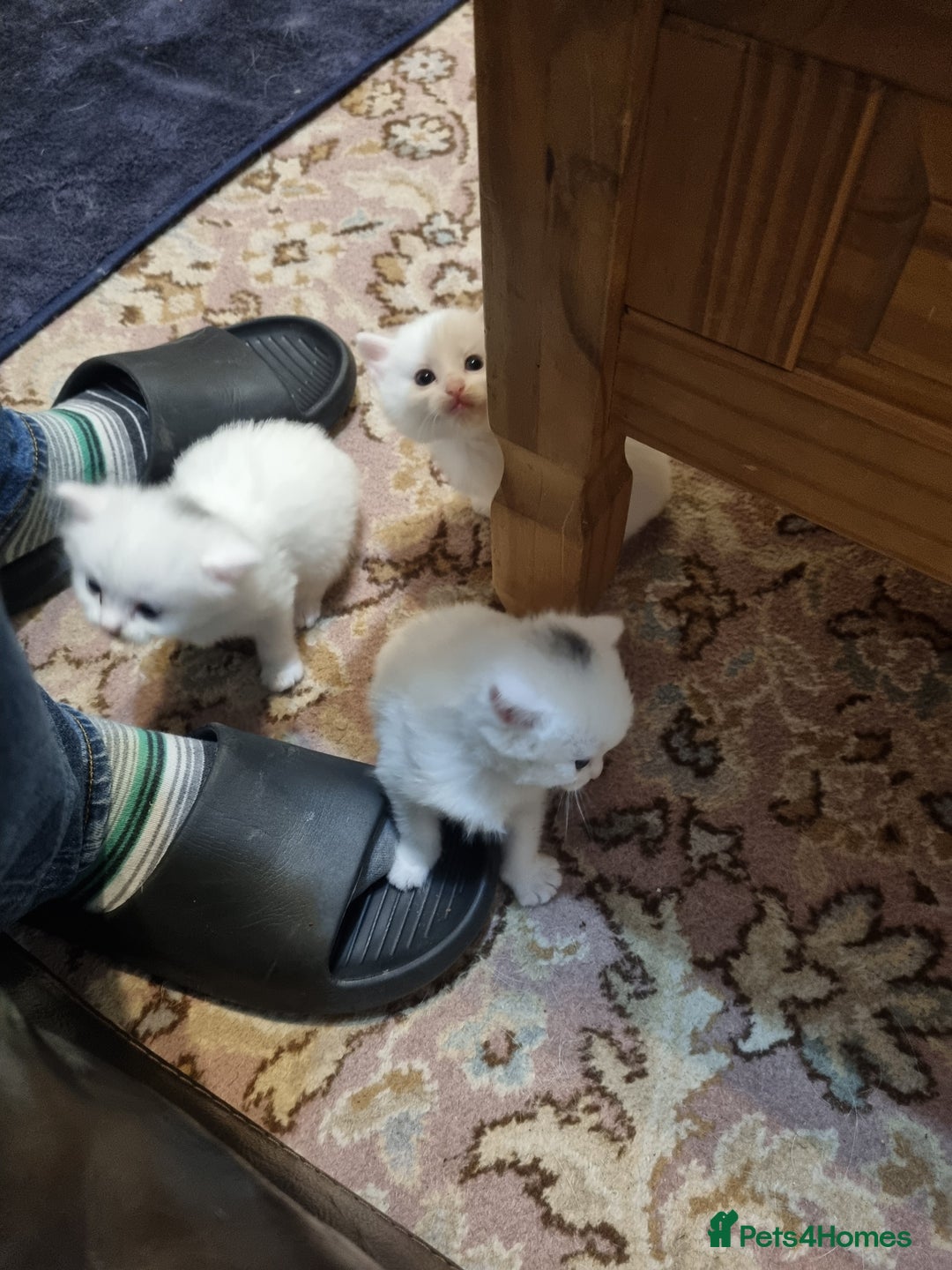 Mixed Breed cats for sale: Adorable Kittens looking for Their Forever Home - Image 10
