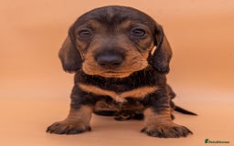 Dachshund dogs for sale: KC Standard Wire-haired Dachshund puppies - Image 20