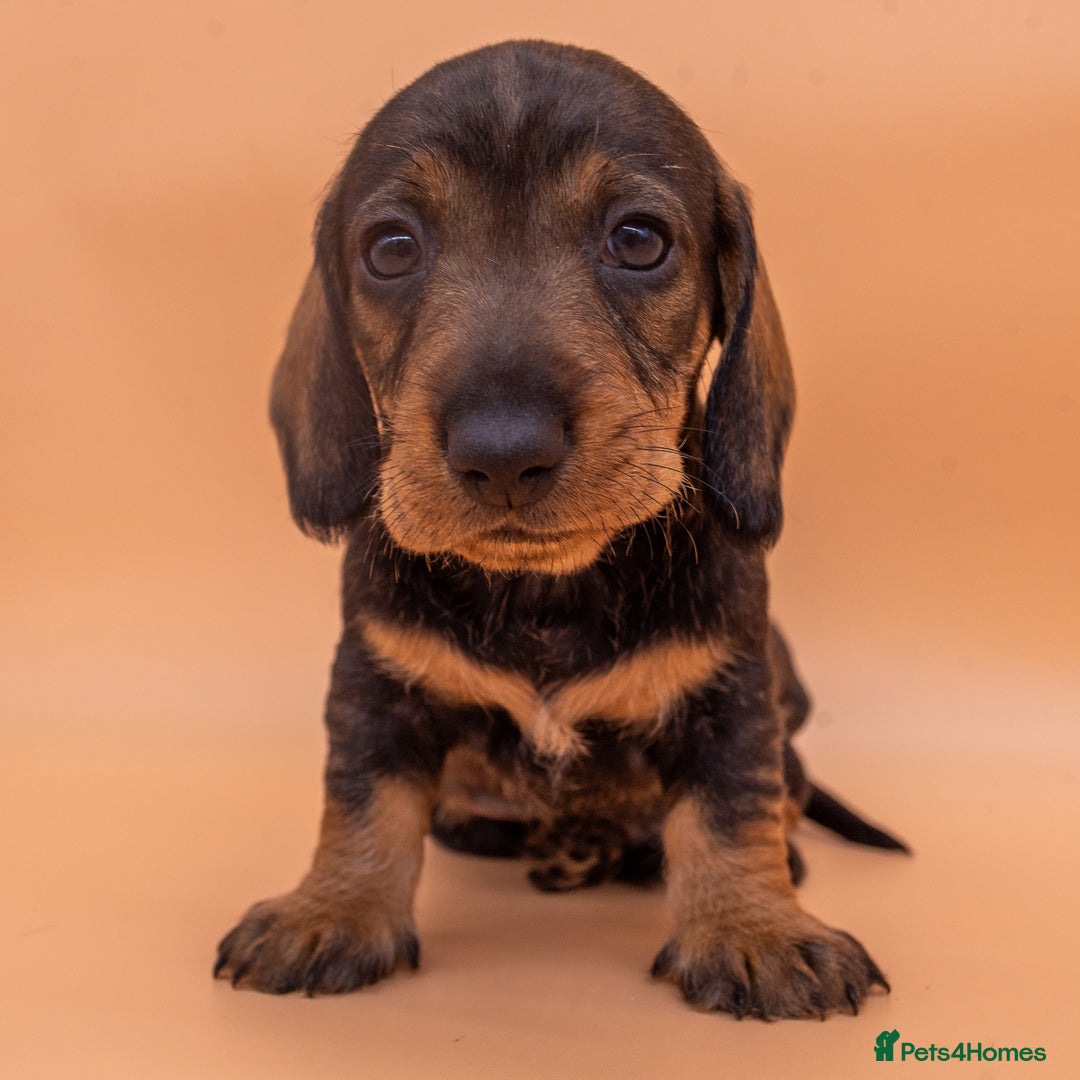 Dachshund dogs for sale: KC Standard Wire-haired Dachshund puppies - Image 20