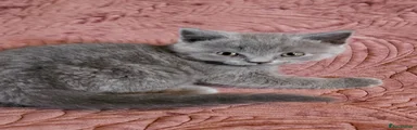 British Shorthair 7