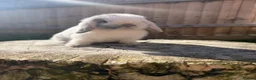 Mini Lop rabbits for sale: Mini lop Siblings  - Advert 2