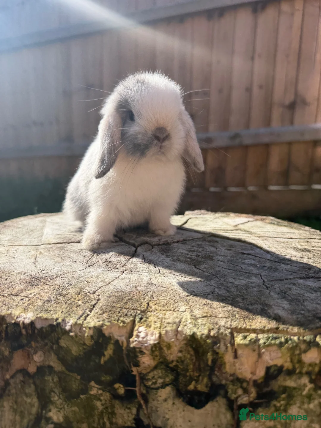Mini Lop rabbits for sale: Mini lop Siblings  - Advert 2