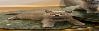 British Shorthair 4