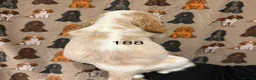 Cocker Spaniel dogs for sale: Playful show type cocker spaniels  in Bury Saint Edmunds - Advert 7