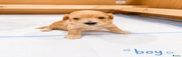 Poochon dogs for sale: Beautiful Poochon Puppies  in Cambridge - Advert 14