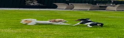 Jack Russell dogs for sale: Beautiful Jack Russell Terrier Puppies Available in Munlochy - Advert 5