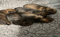 Border Terrier dogs for sale: 5 star BORDER TERRIERS PUP KC REG/SLEM CLEAR - Advert 3