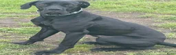 Cane Corso dogs for sale: Cane Corso - Advert 1