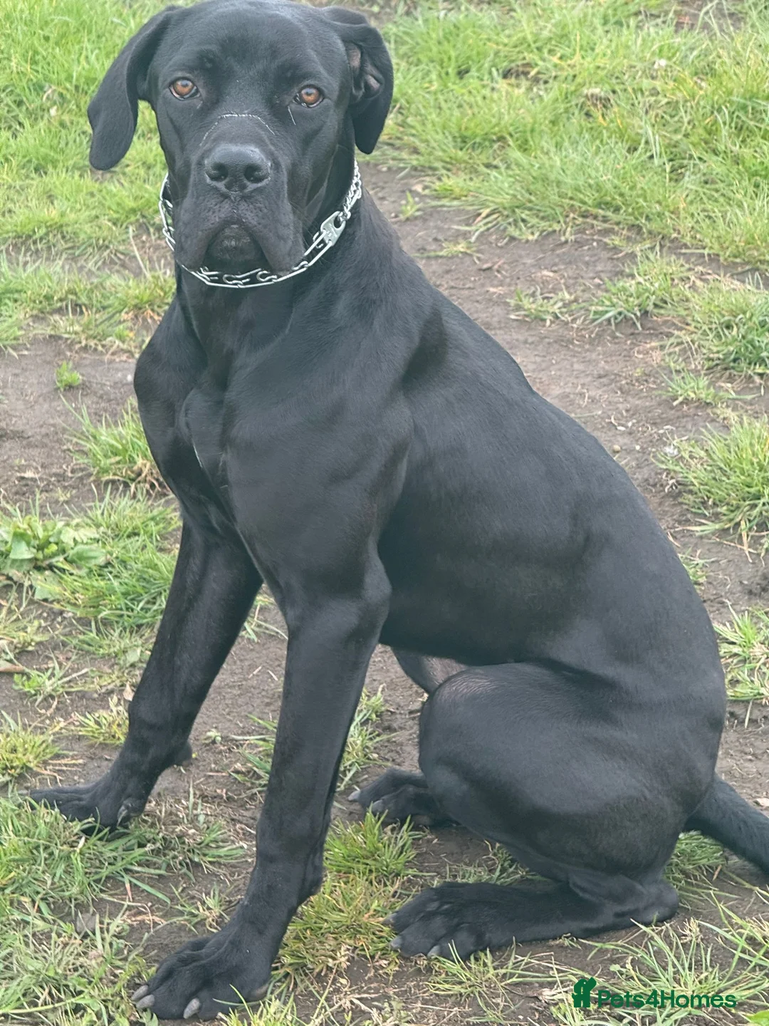 Cane Corso dogs for sale: Cane Corso - Advert 1