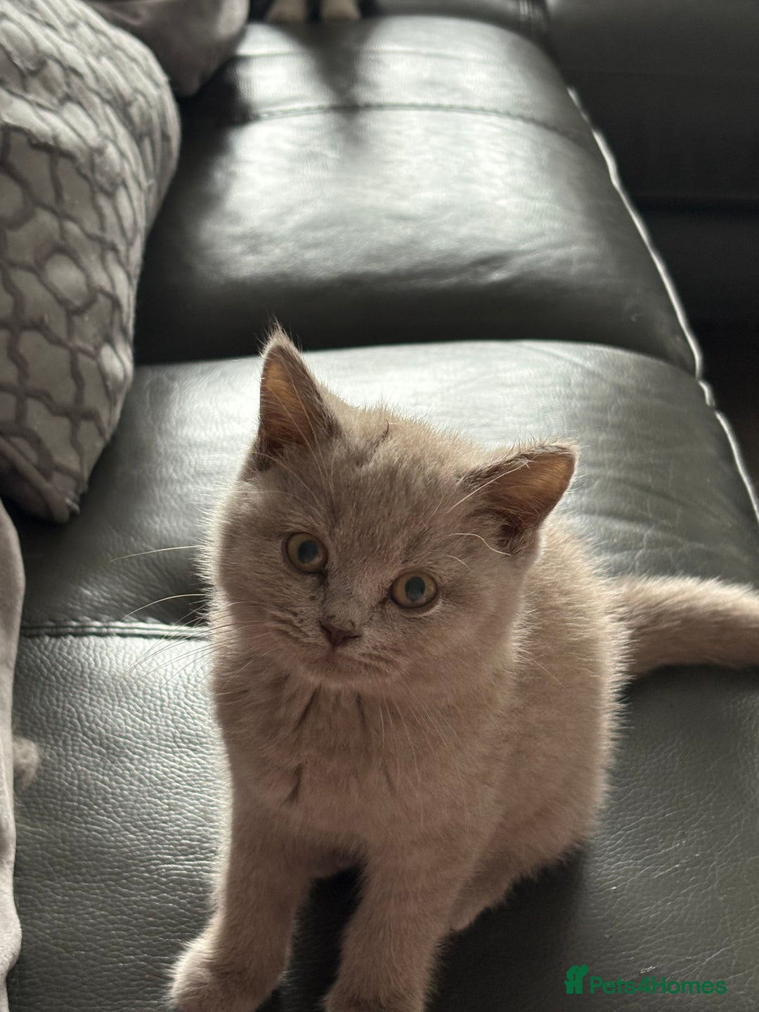 British Shorthair cats for sale: Lilac British shorthair kittens - Image 1