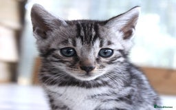 Bengal cats for sale: 2 CUTE SILVER FEMALE BENGAL KITTENS (TICA REG) - Image 7