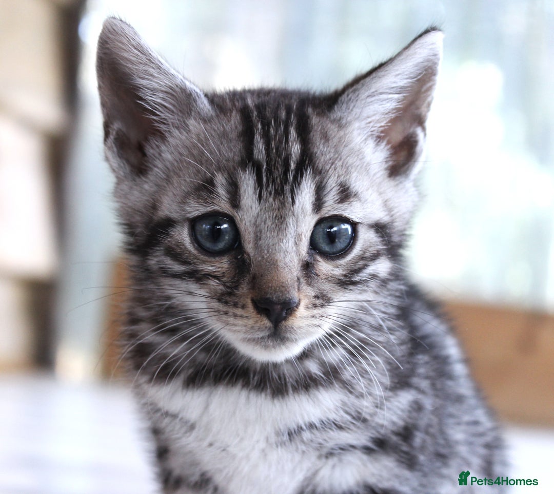 Bengal cats for sale: 2 CUTE SILVER FEMALE BENGAL KITTENS (TICA REG) - Image 7