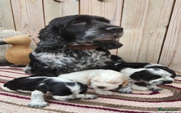 Cocker Spaniel dogs for sale: Show Cocker Spaniel  - Image 1