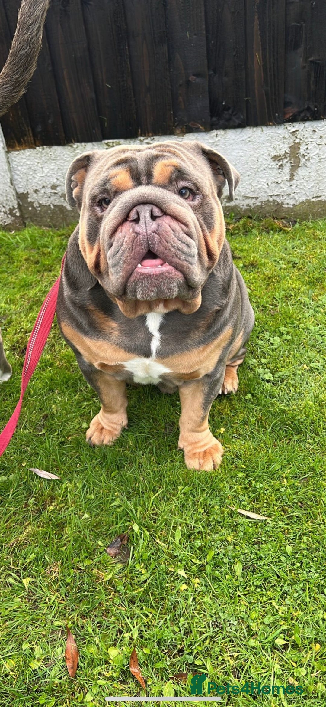 English Bulldog dogs for stud: Blue and Tan English Bulldog in Manchester - Advert 5