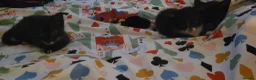 Mixed Breed cats for sale: One boy One girl really love full kittens in Manchester - Advert 3