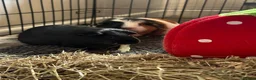 Guinea Pig rodents for sale: 4 bonded guinea pigs for sale  - Advert 3