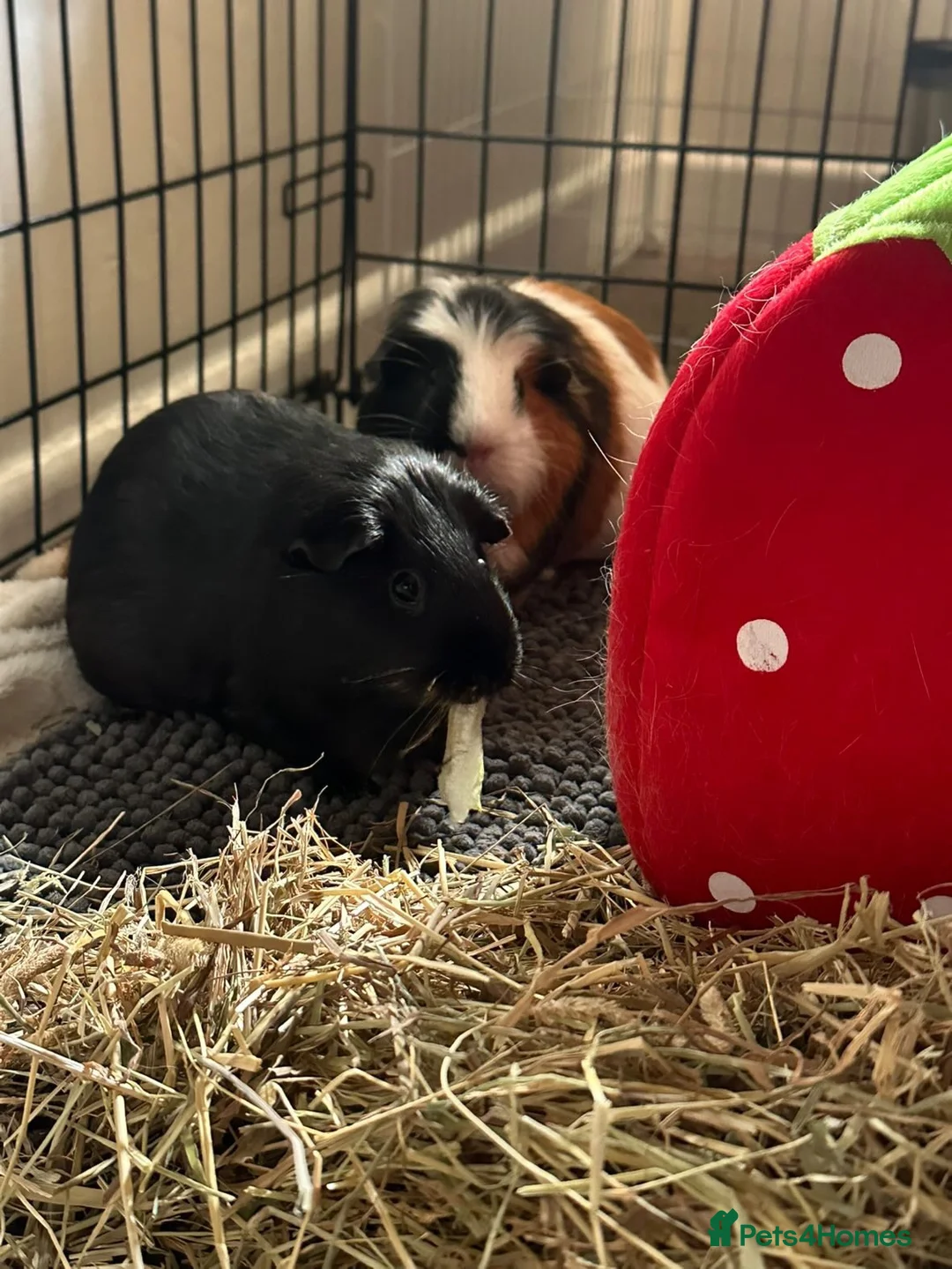 Guinea Pig rodents for sale: 4 bonded guinea pigs for sale  - Advert 3