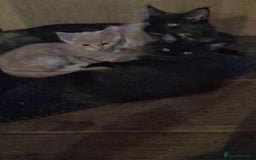 Maine Coon cats for sale: Maine Coon pedigre XL - Image 28