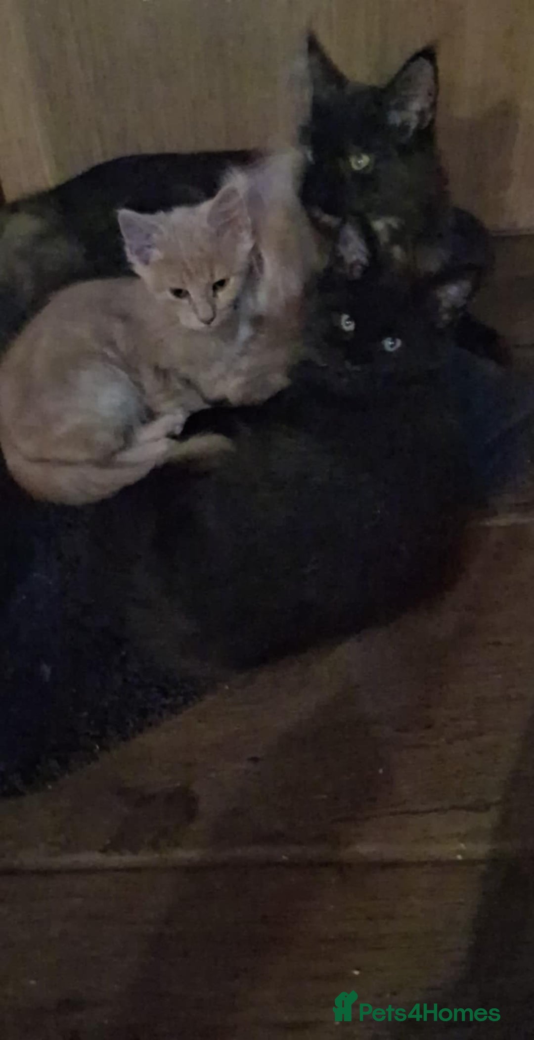 Maine Coon cats for sale: Maine Coon pedigre XL - Image 28