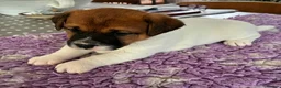 Jack Russell dogs for stud: K.C. Registered Jack Russell - Advert 5