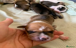 Staffordshire Bull Terrier dogs for sale: Staffordshire Bull Terrier puppies  - Image 16