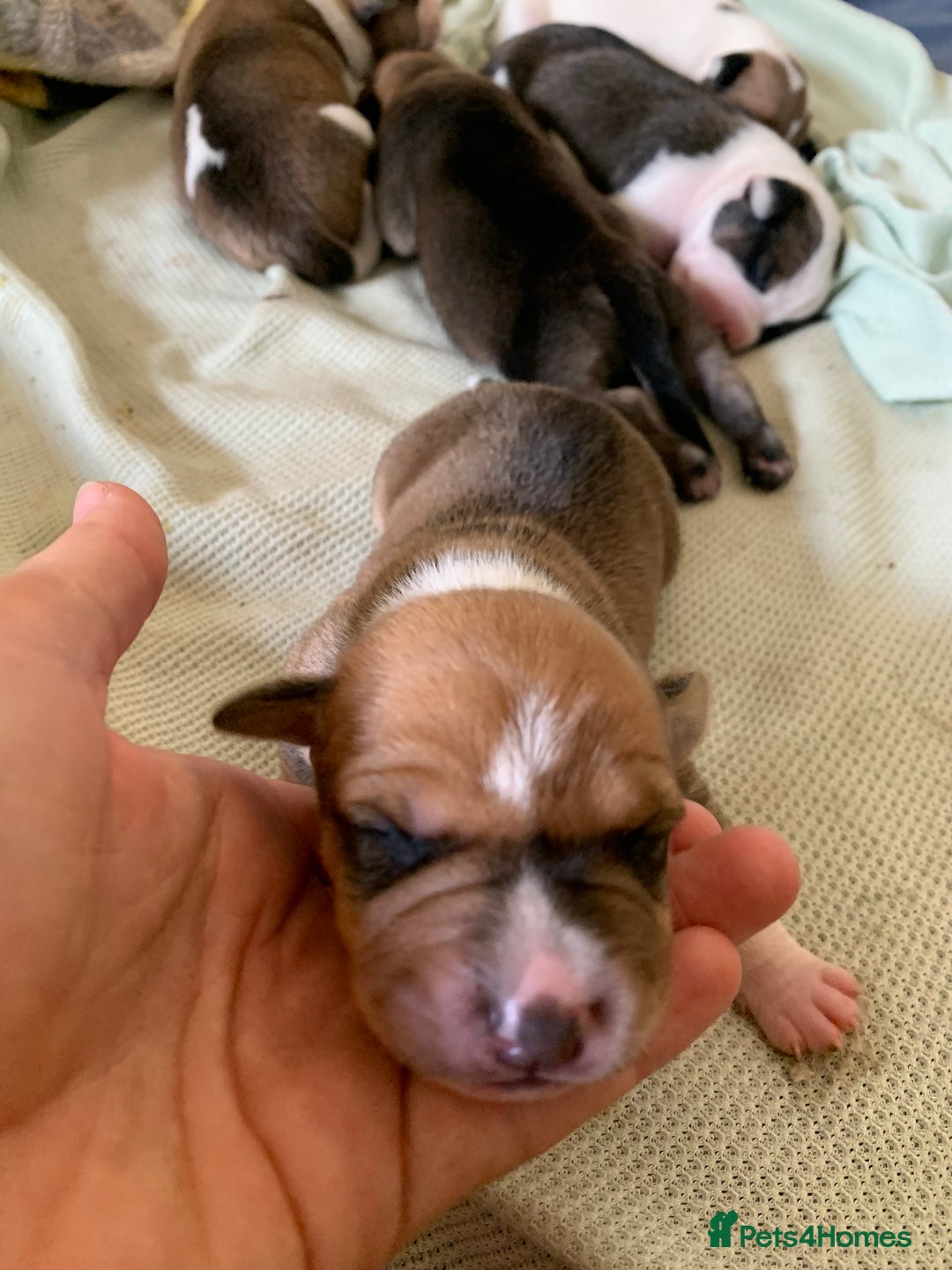 Staffordshire Bull Terrier dogs for sale: Staffordshire Bull Terrier puppies  - Image 16