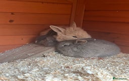 Mini Lop rabbits for sale: A Mix of Mini lop and Mini Lion Lop - Image 20