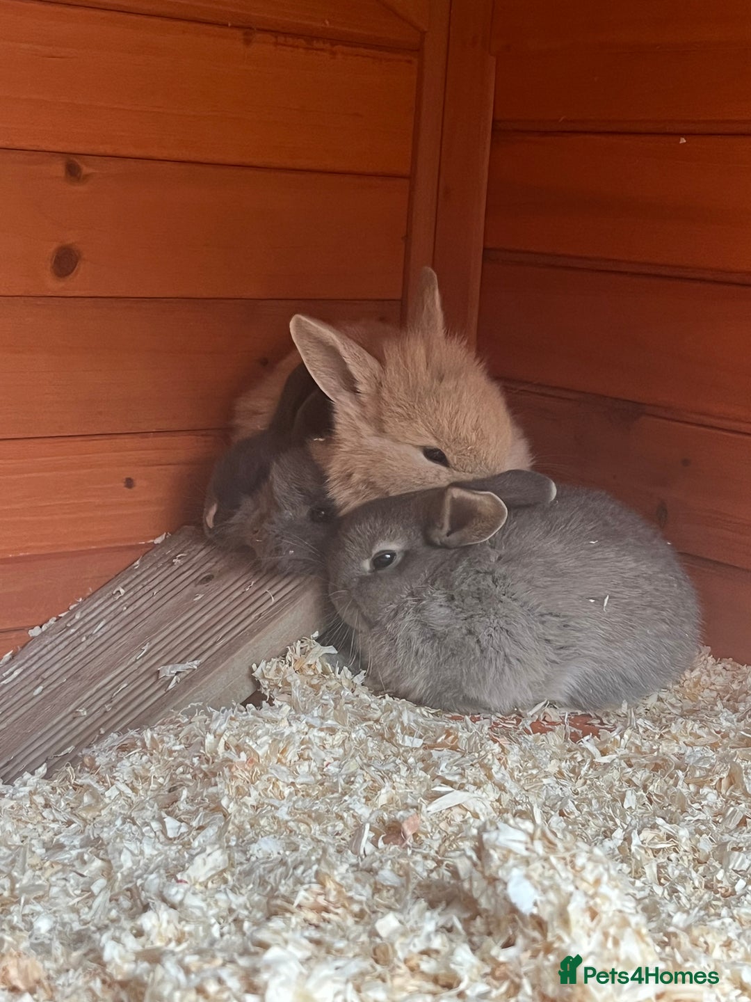 Mini Lop rabbits for sale: A Mix of Mini lop and Mini Lion Lop - Image 20