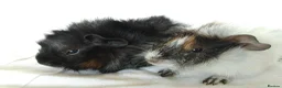 Guinea Pig rodents for sale: Pair of lovely Guinea pig sisters for sale - Advert 3