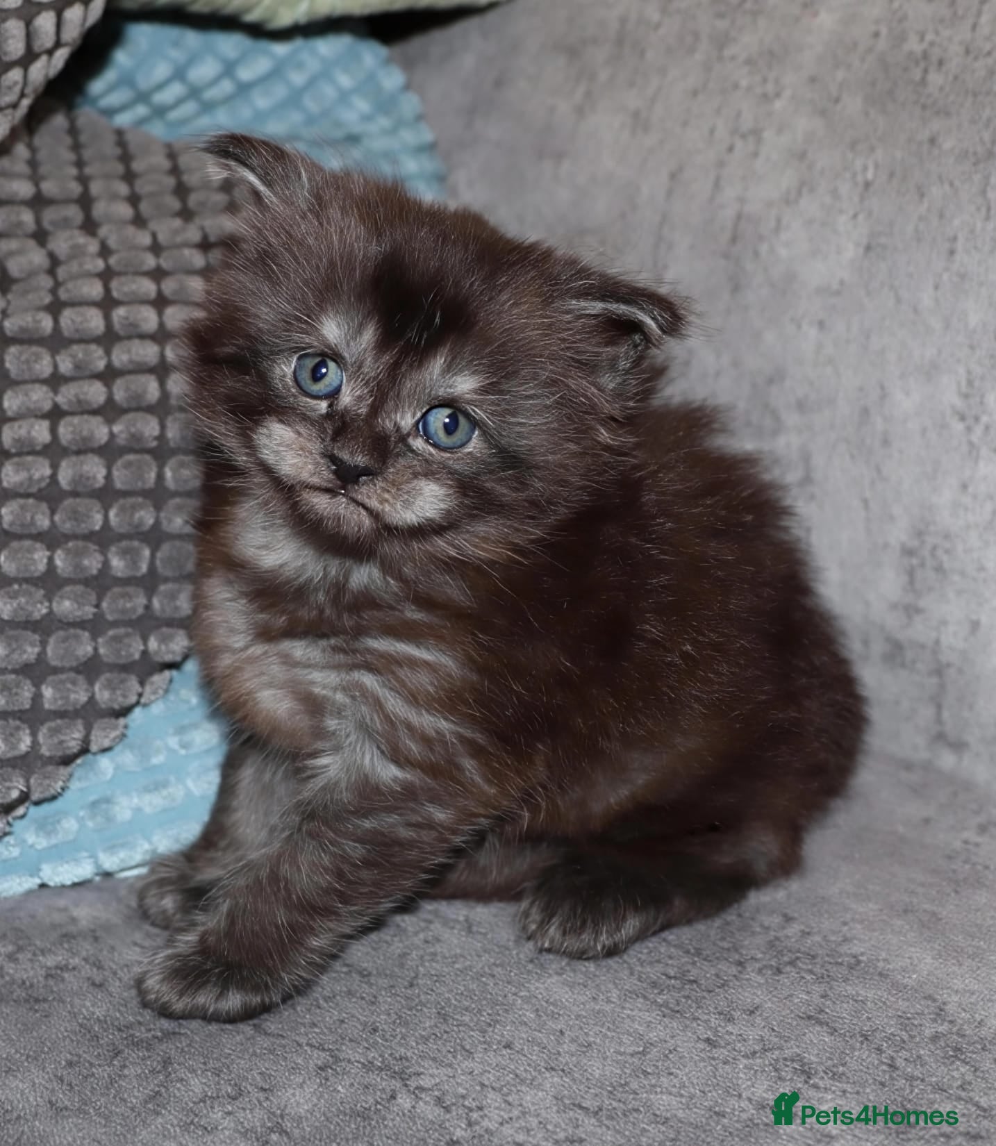 Maine Coon cats Xl polydactyle Black smoke maine coon - Advert 5