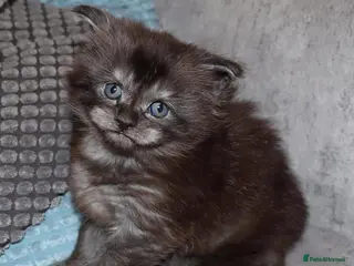 Maine Coon cats Xl polydactyle Black smoke maine coon - Advert 5